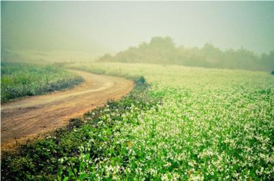 Mường Thanh Mộc Châu – Điểm đến  lý tưởng vào mùa hoa cải trắng ở Mộc Châu